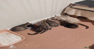 Mixed Breed cats - Advert 14