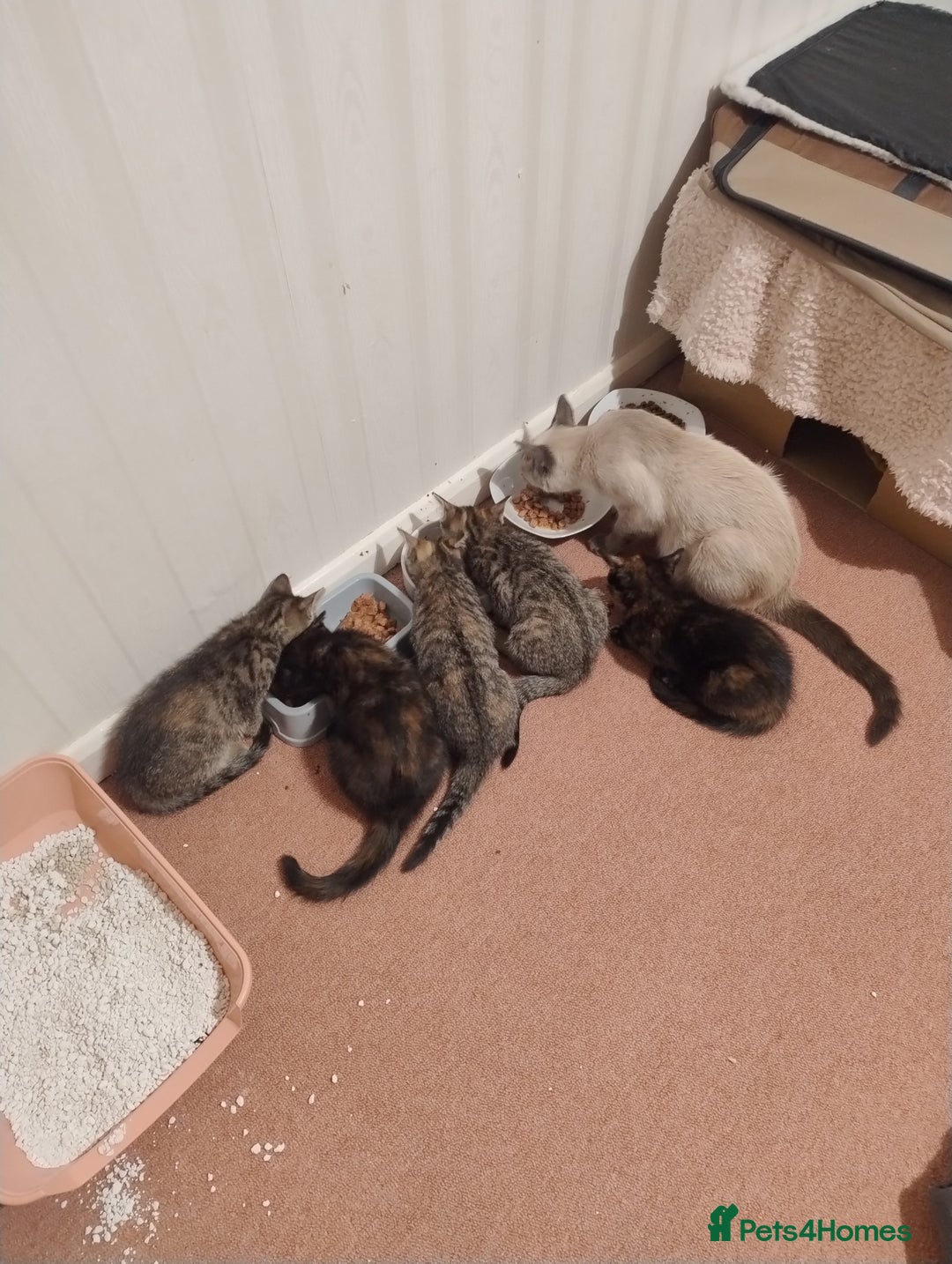 Mixed Breed cats for sale: 4 lovely female ragdoll x kittens - Image 2