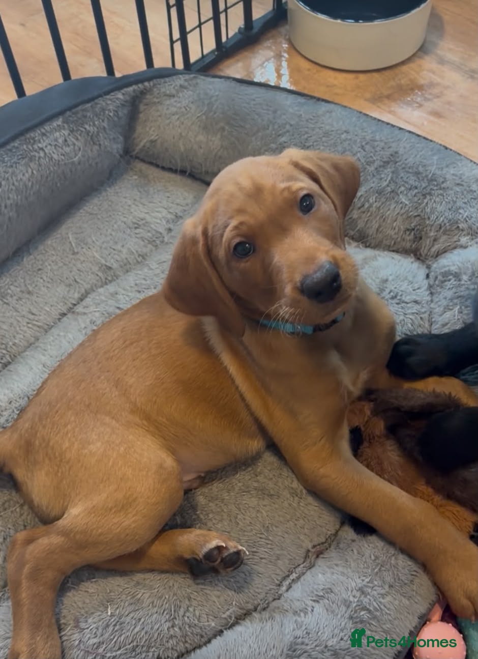 Labrador Retriever dogs Stunning KC registered working lab puppies  - Advert 8