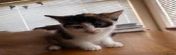 Mixed Breed cats for sale: Beautiful kittens for sale !! in Girvan - Advert 10