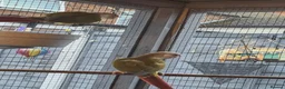 Mixed Breed birds for sale: Avairy close down - Advert 9