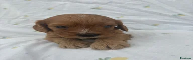 Cavapoo 5