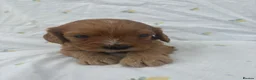 Cavapoo dogs for sale: Cavapoo Puppies Looking for their Forever Homes  - Advert 16
