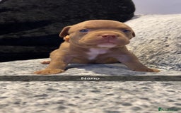 American Bully dogs for sale: Stunning pocket bullie’s  - Image 19