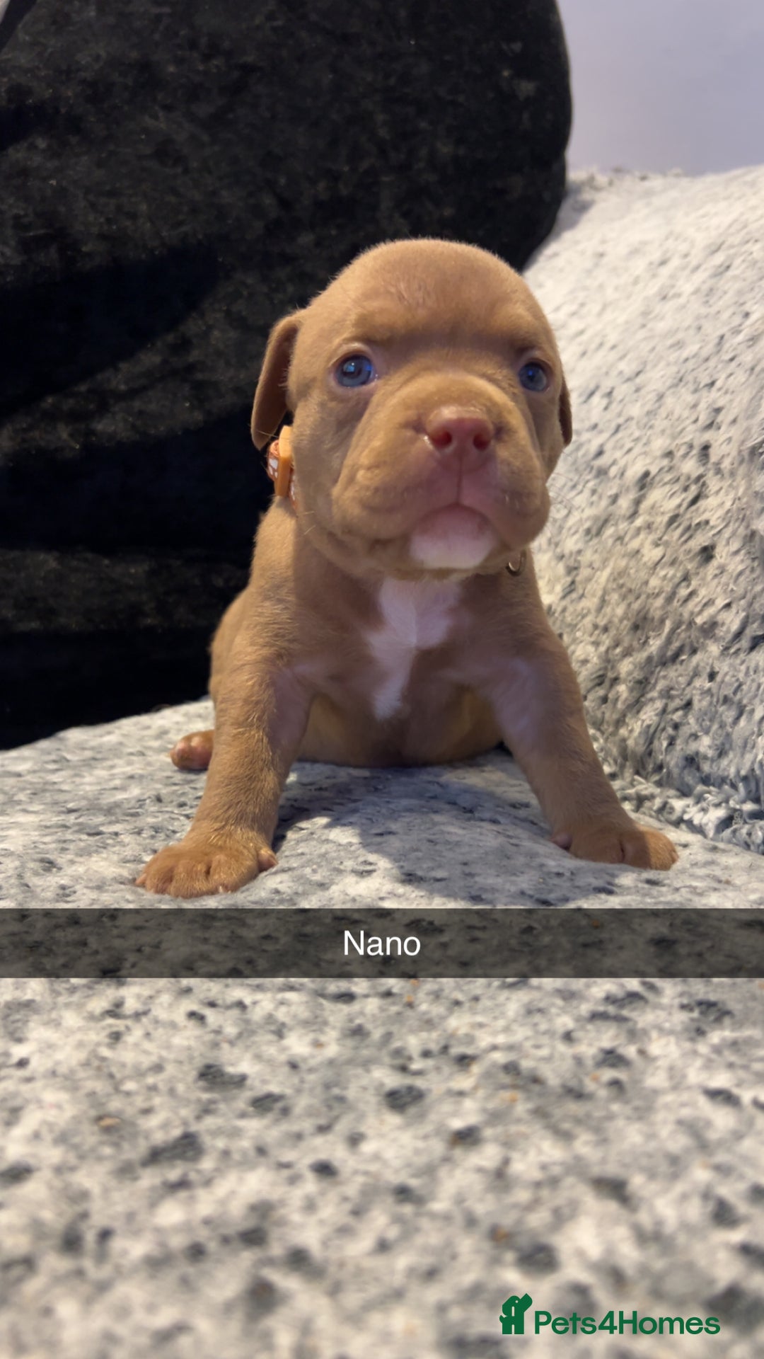 American Bully dogs for sale: Stunning pocket bullie’s  - Image 19