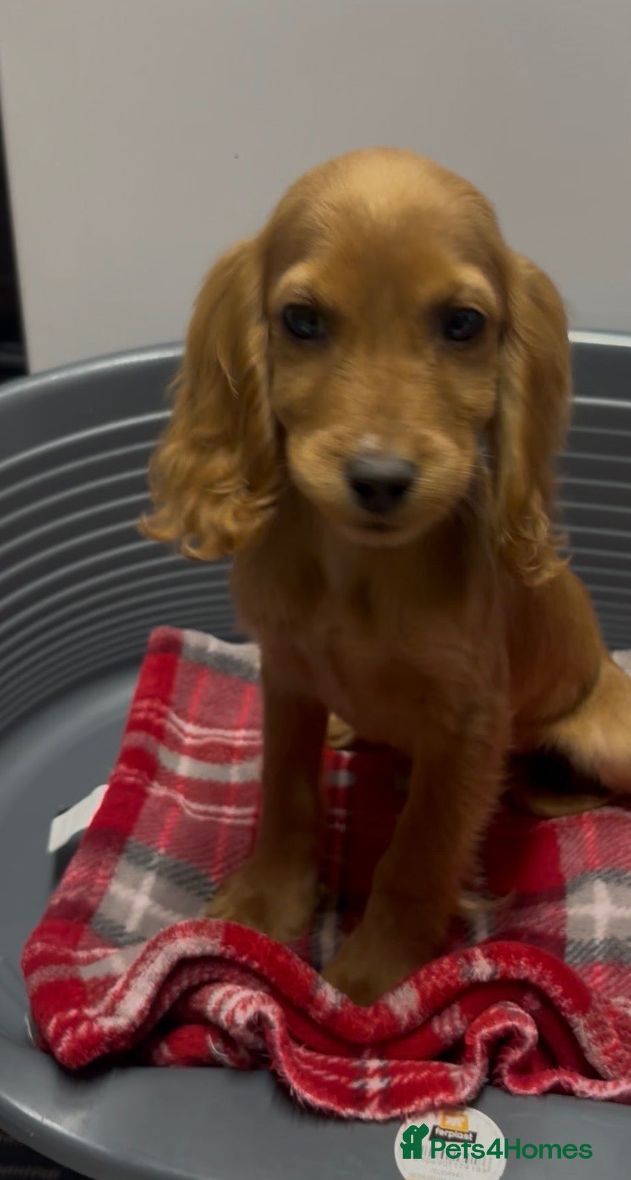 Cocker Spaniel dogs Beautiful show spaniels for sale  - Advert 1