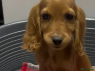 Cocker Spaniel dogs Beautiful show spaniels for sale - Advert 1