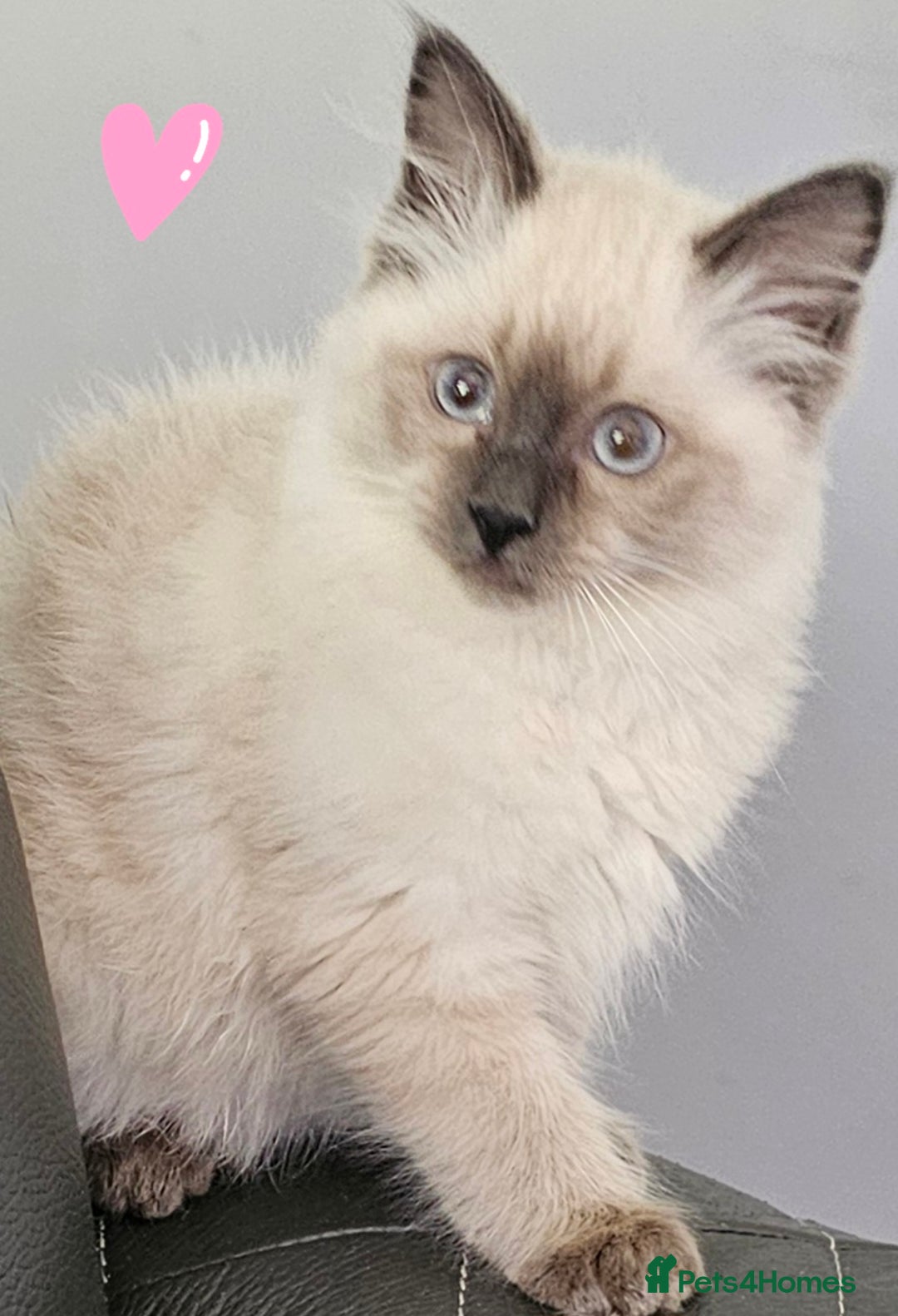 Ragdoll cats for sale: Blue Point Ragdoll Kittens for sale   - Image 8