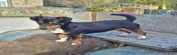 Jack Russell dogs for stud: Proven Miniature JRT Stud  - Advert 1
