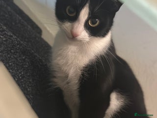 Mixed Breed cats 3 kittens for sale - Advert 1