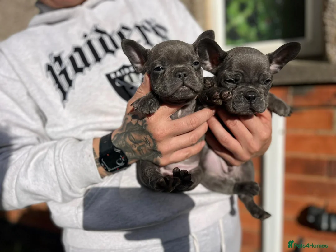 French Bulldog dogs for sale: Ready to go French bulldog pups - Advert 1