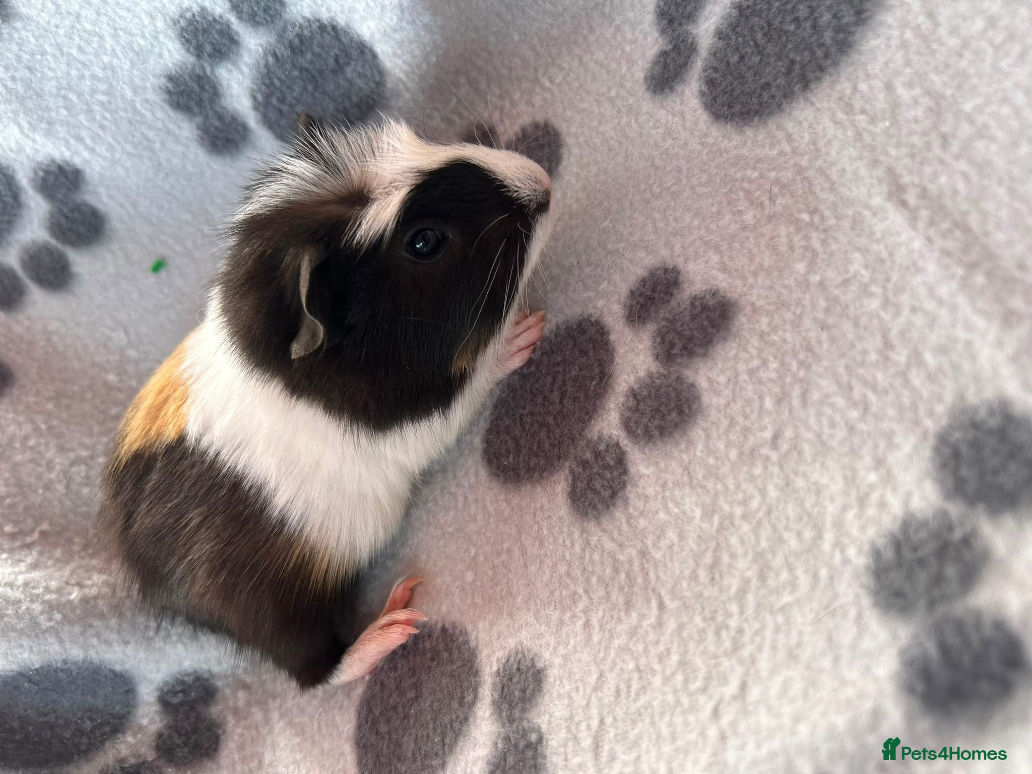 Guinea Pig rodents Baby Male Guinea Pigs For Sale - Advert 1