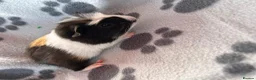 Guinea Pig rodents for sale: Baby Male Guinea Pigs For Sale - Advert 6