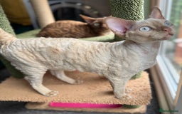 Devon Rex cats for sale: 1 Boy Left ♥️ - Image 6