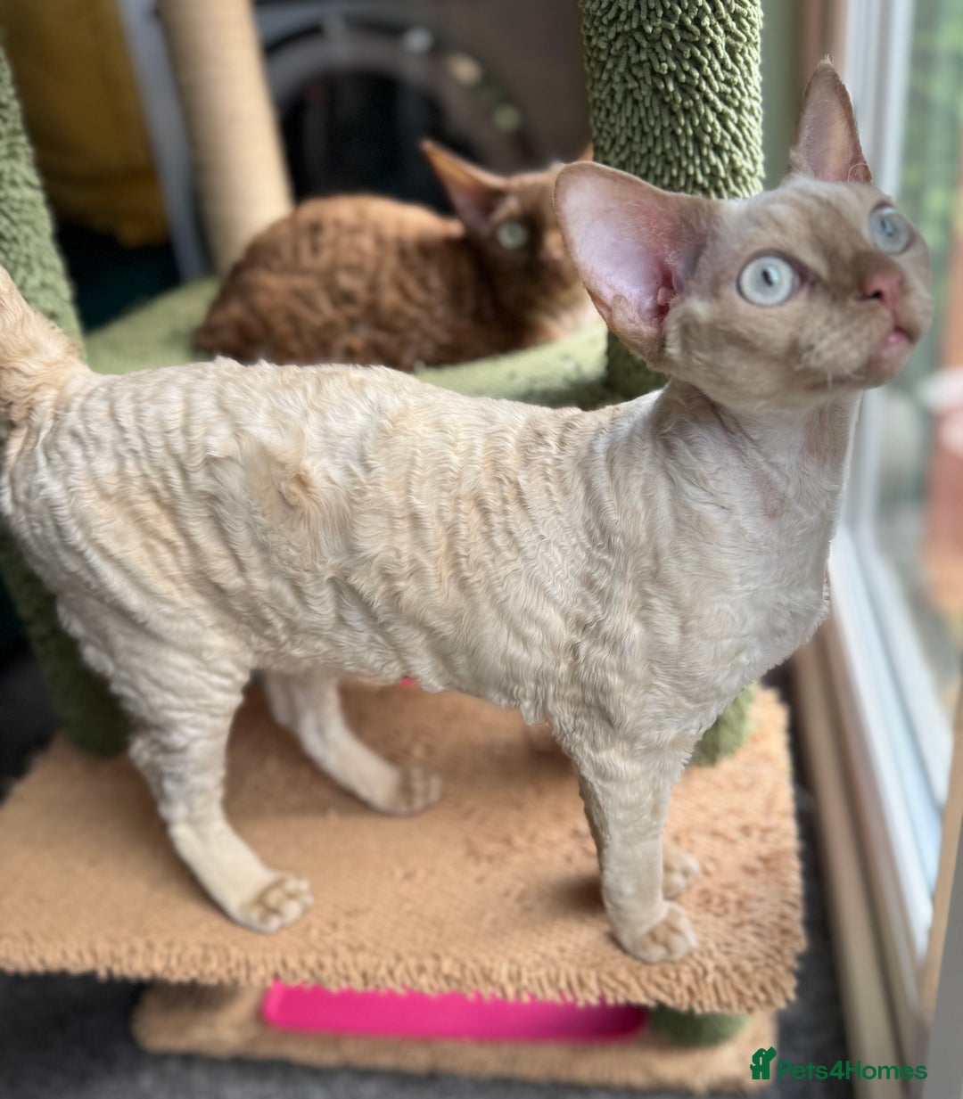 Devon Rex cats for sale: 1 Boy Left ♥️ - Image 6