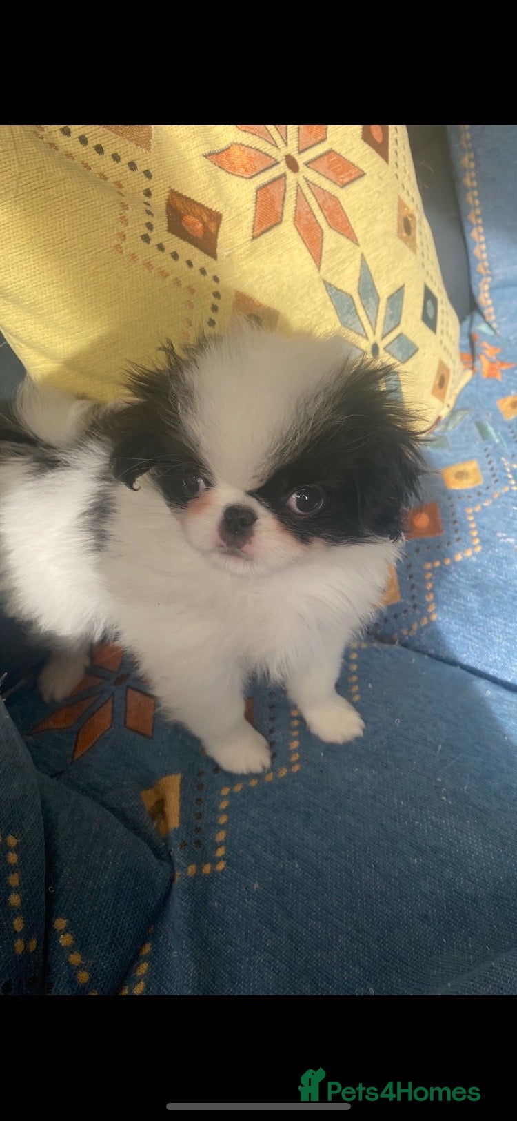 Japanese Chin dogs Stunning Japanese chin puppies last puppy  - Advert 1