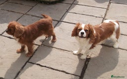 Cavalier King Charles Spaniel dogs for sale: Cavalier king charles Pedigree reg health tested - Image 4