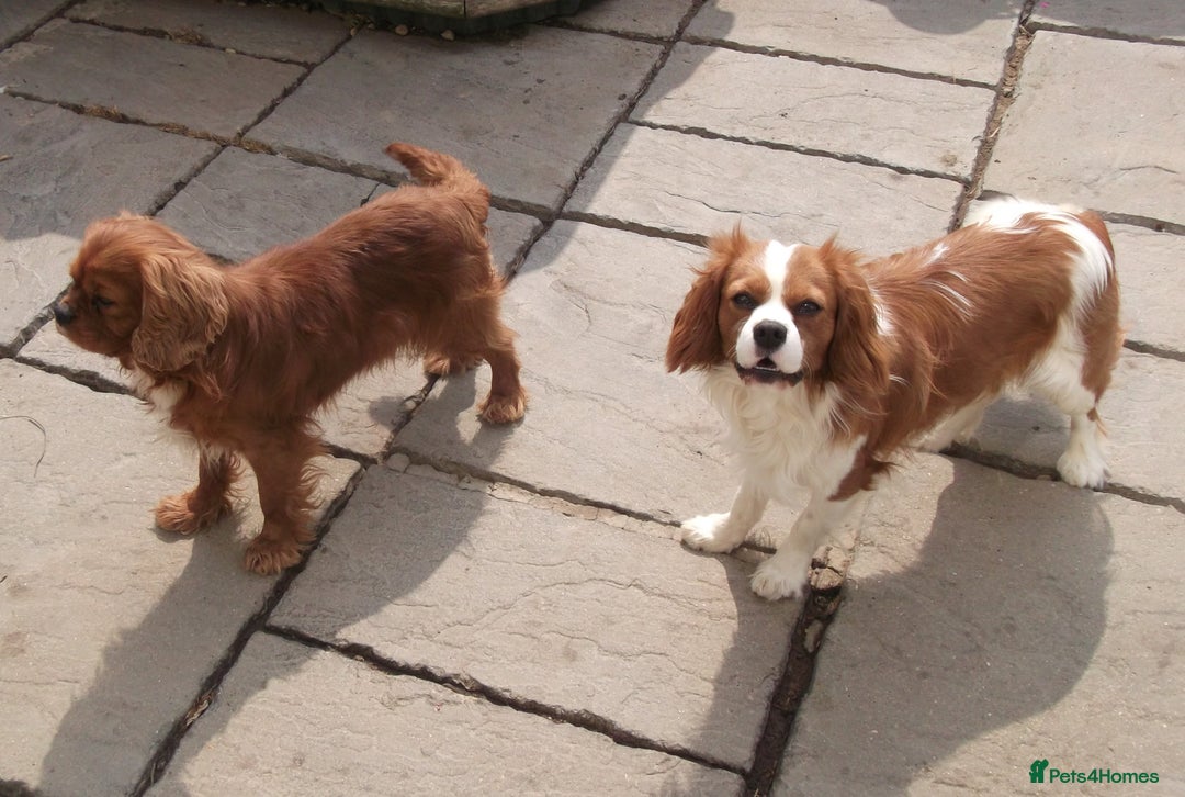 Cavalier King Charles Spaniel dogs for sale: Cavalier king charles Pedigree reg health tested - Image 4