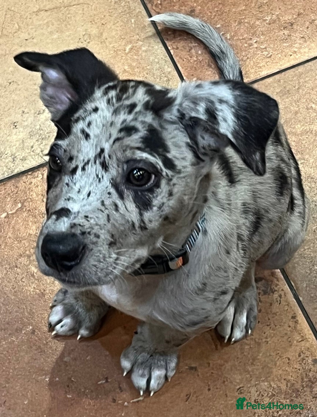 Mixed Breed dogs for sale: Border/Bullie Cross Merle Male Puppy 11 Weeks - Image 1