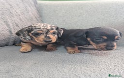 Dachshund dogs for sale: 2 Female miniature dachshund puppies - Image 1