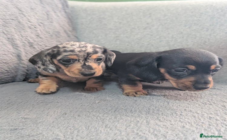 Dachshund dogs - Advert 2
