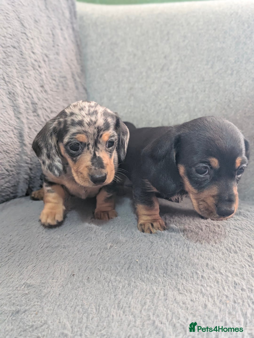 Dachshund dogs for sale: 2 Female miniature dachshund puppies - Image 1