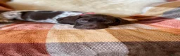 German Shorthaired Pointer dogs for sale: Kc female GSP - Advert 8