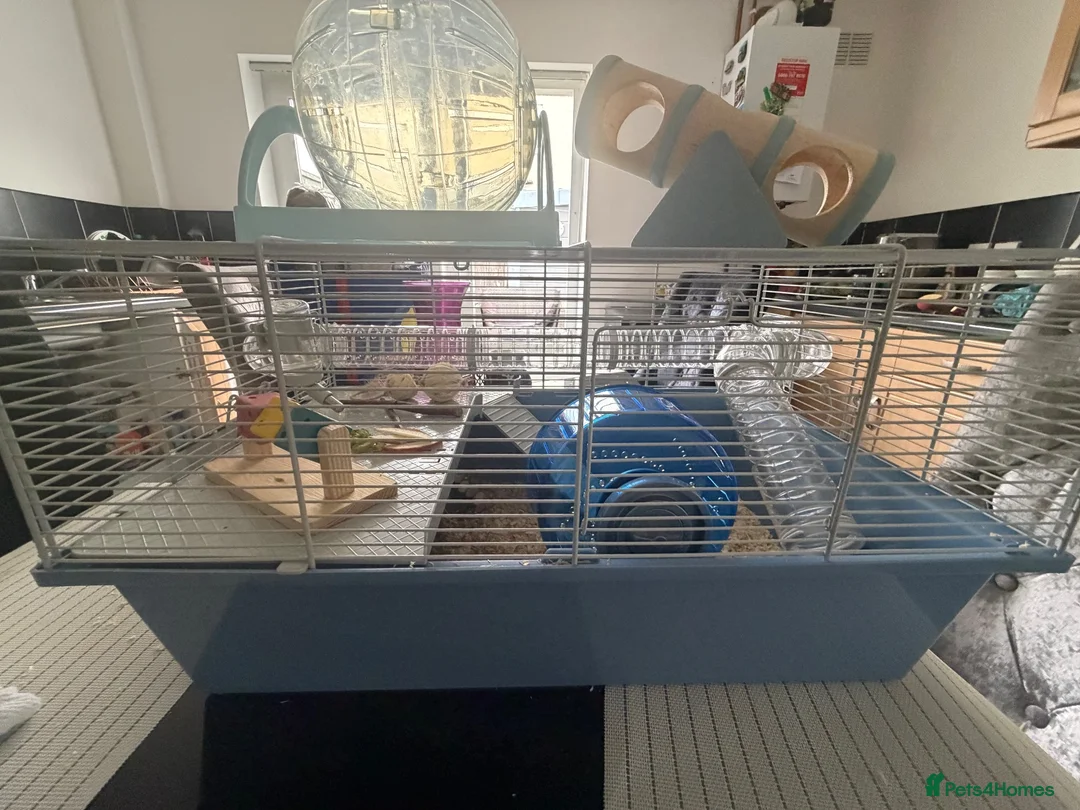 Hamster rodents for sale: Brand new full set up + dwarf male hamster  in Nottingham - Advert 2
