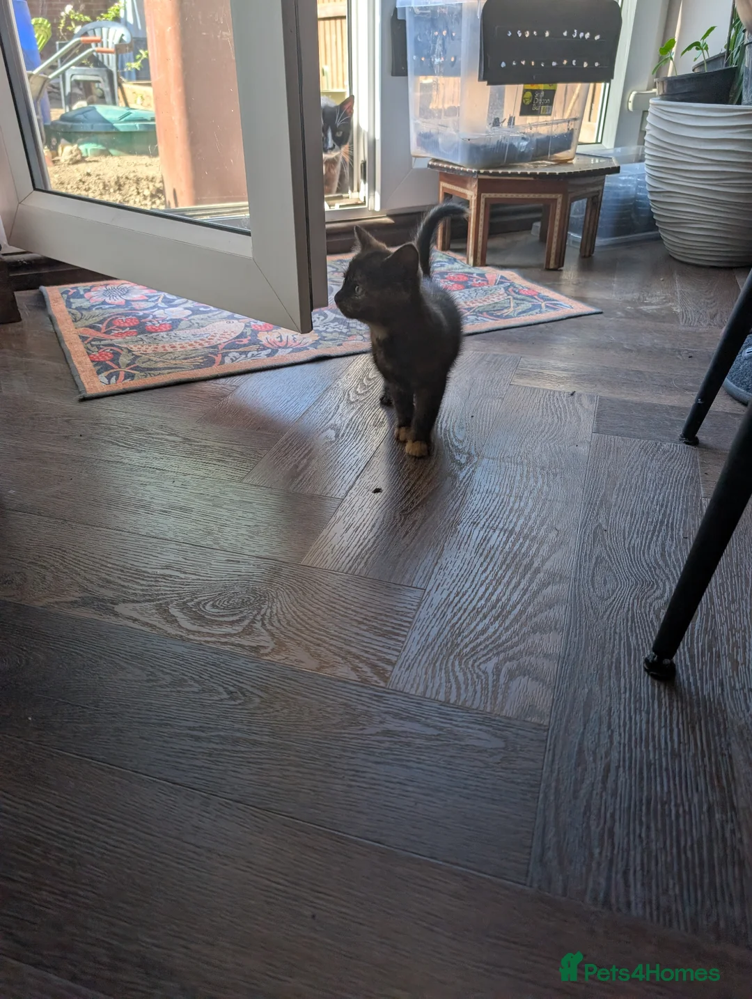 Mixed Breed cats for sale: Tortoiseshell female 2 kittens for sale Barnsley - Advert 2