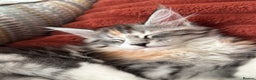 Maine Coon cats for sale: Gorgeous Mainecoon kitten Xl - Advert 8
