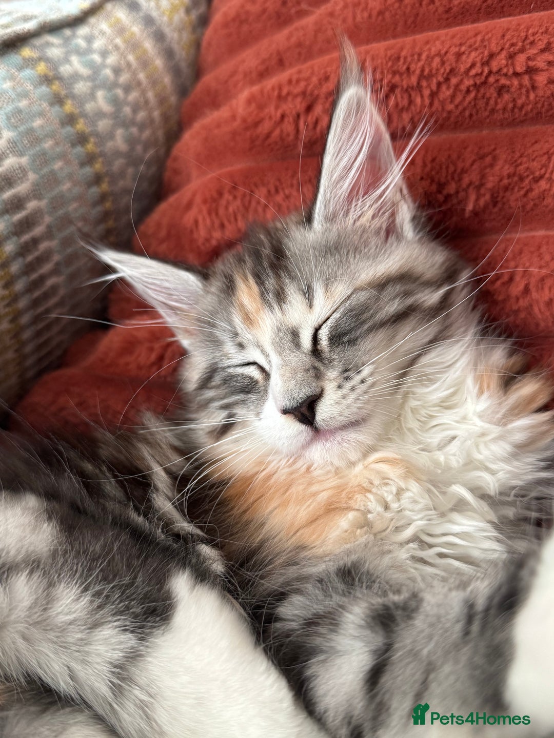 Maine Coon cats for sale: Gorgeous Mainecoon kitten Xl - Advert 8