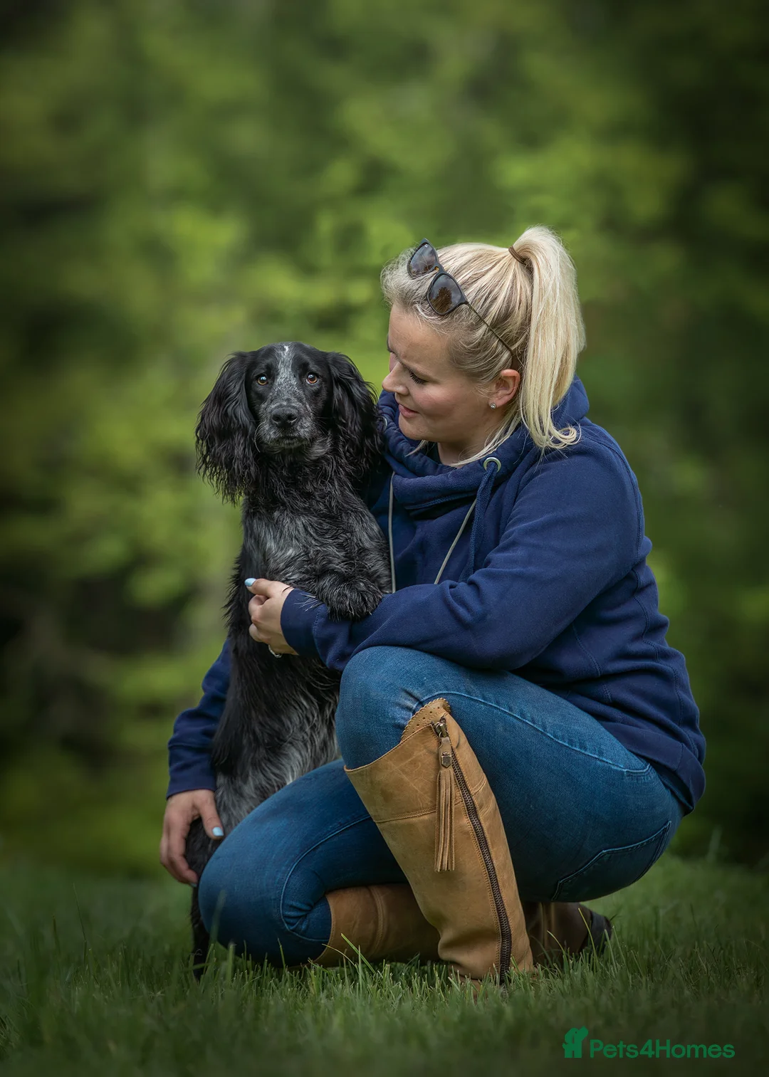 Cocker Spaniel dogs for stud: Handsome Paddy in Pershore - Advert 2