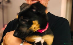 Mixed Breed dogs for sale: Stunning Wheaton bull cross girls - Image 8