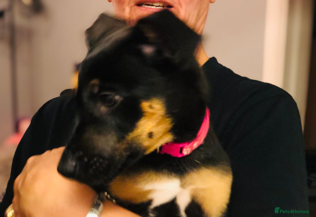Mixed Breed dogs for sale: Stunning Wheaton bull cross girls - Image 8
