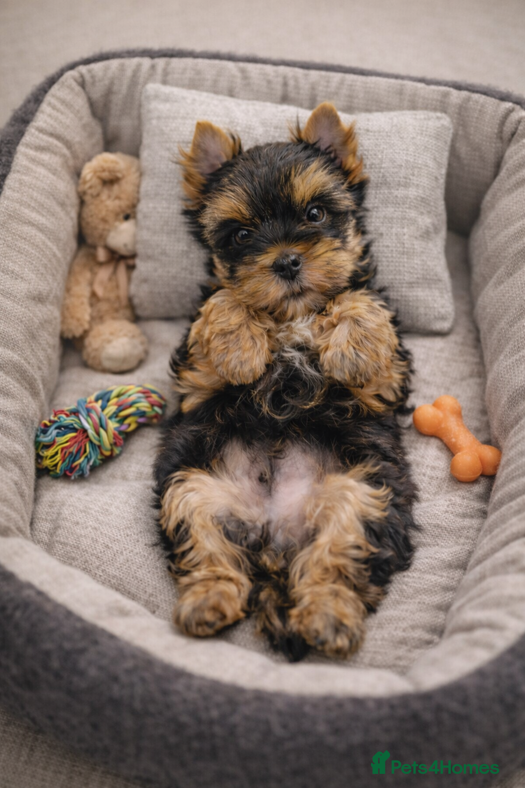 Yorkshire Terrier dogs for sale: Yorkshire Terrier  - Advert 16