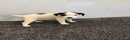 Jack Russell dogs for sale: Working type jack Russell pups  - Advert 13
