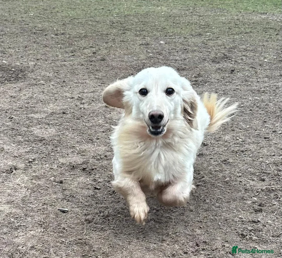 Dachshund dogs for adoption: ARNIE, a Lovely 🌭 Boy - for a Loving Home - Advert 8