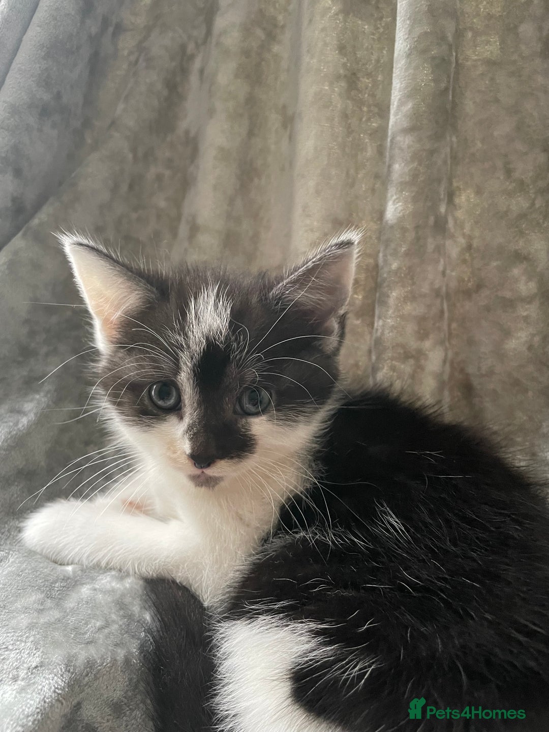 American Shorthair cats for sale: Three beautiful Kittens  - Image 11