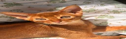 Abyssinian cats for sale: Stunning Abyssinian champion line kittens-last boy - Advert 4