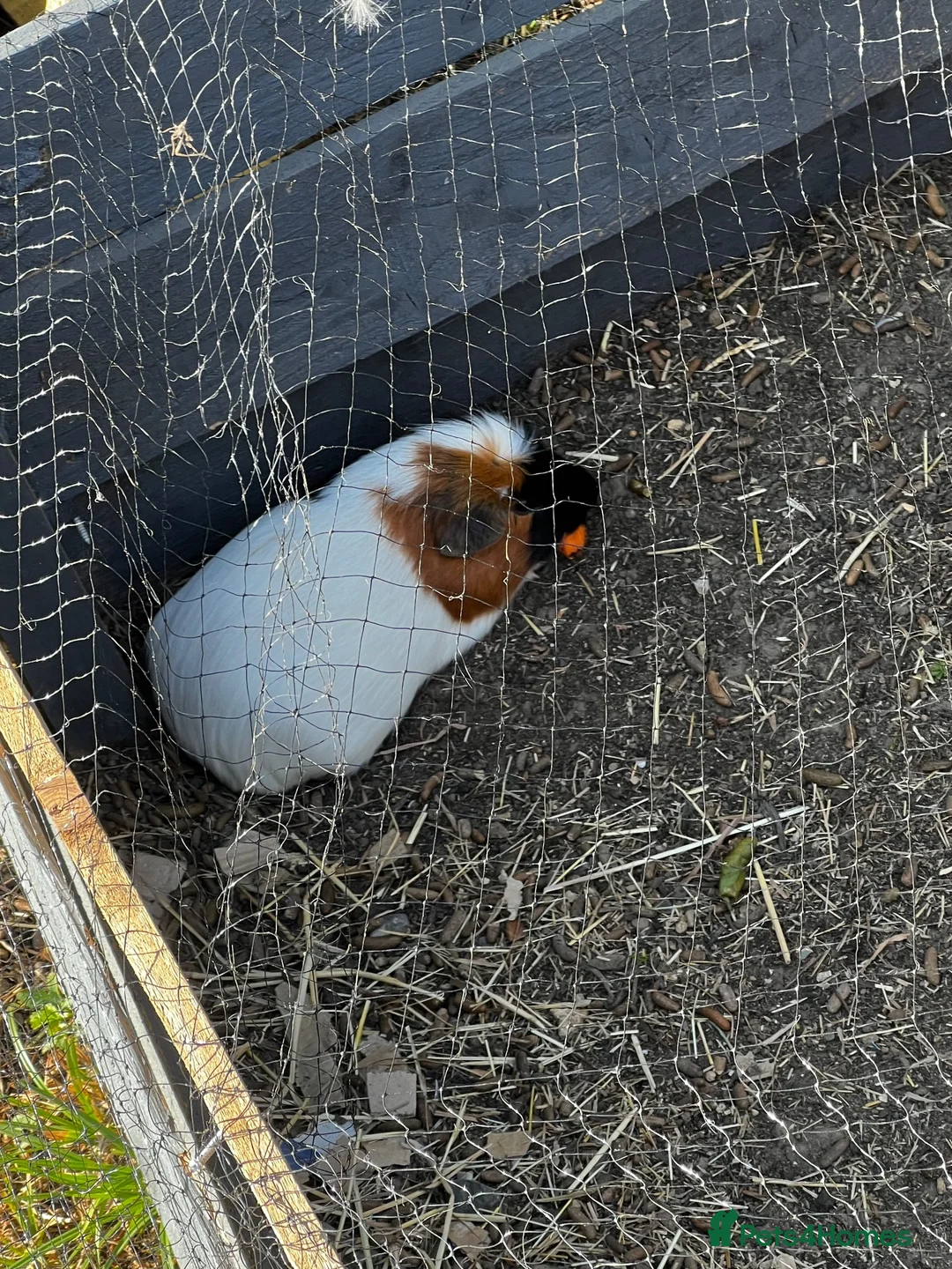 Guinea Pig rodents for sale: Boar guinea pigs - Advert 4