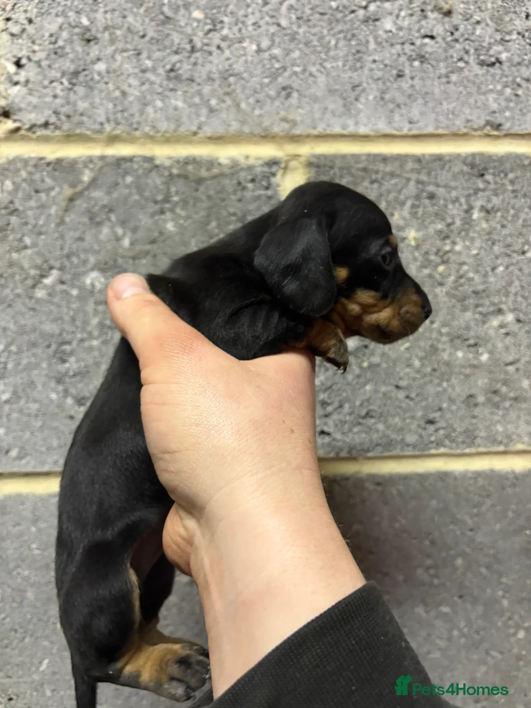 Miniature Dachshund dogs for sale: 5 stunning Dachshund puppies  in Redcar - Advert 14