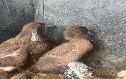 Ducks poultry for sale: Baby ducks for sale - Image 2