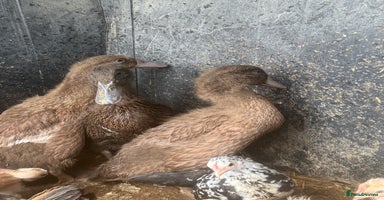 Ducks poultry - Advert 8