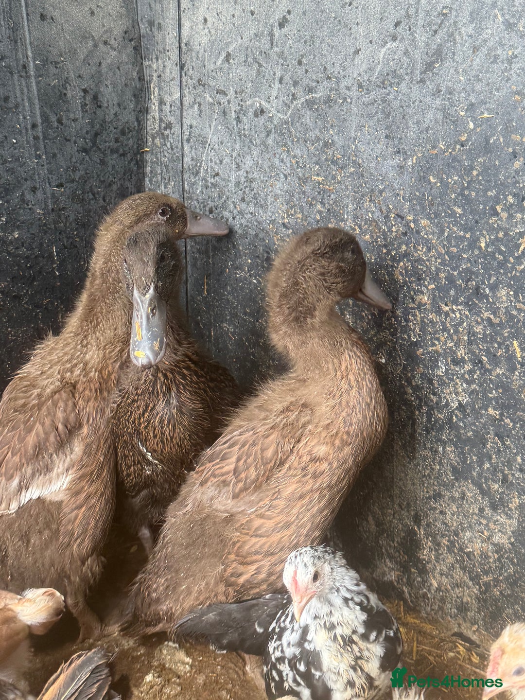 Ducks poultry for sale: Baby ducks for sale - Image 2