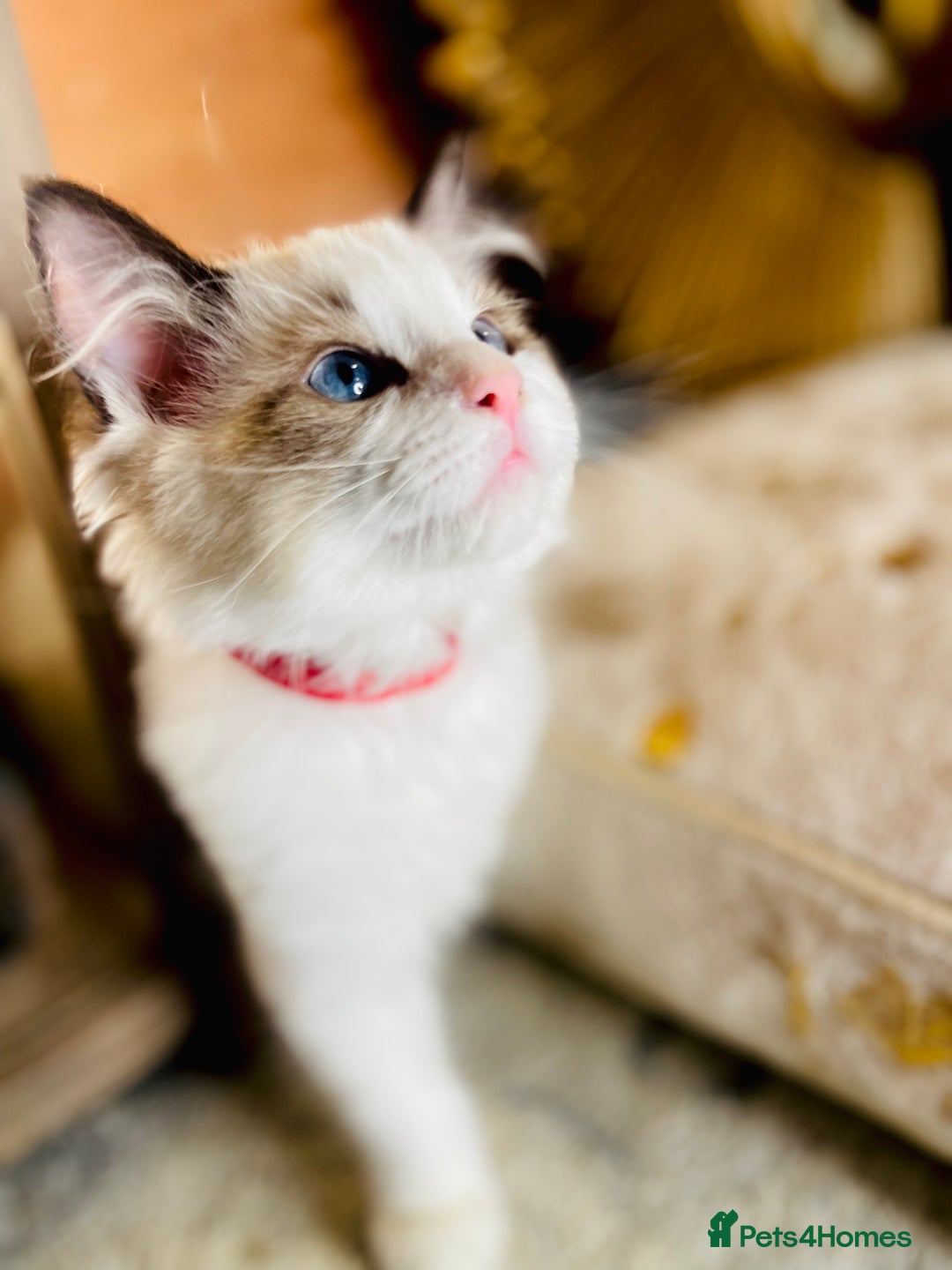 Ragdoll cats for sale: QUALITY GCCF RAGDOLLS KITTENS READY NOW  - Image 17