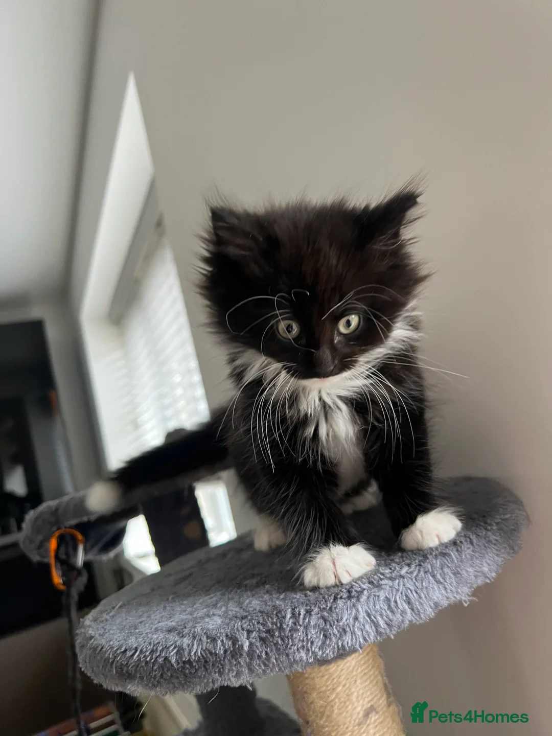 Mixed Breed cats for sale: kittens ready for a new home. - Advert 8