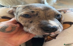 Mixed Breed dogs for sale: NORTH AMERICAN MASTIFF - Image 10