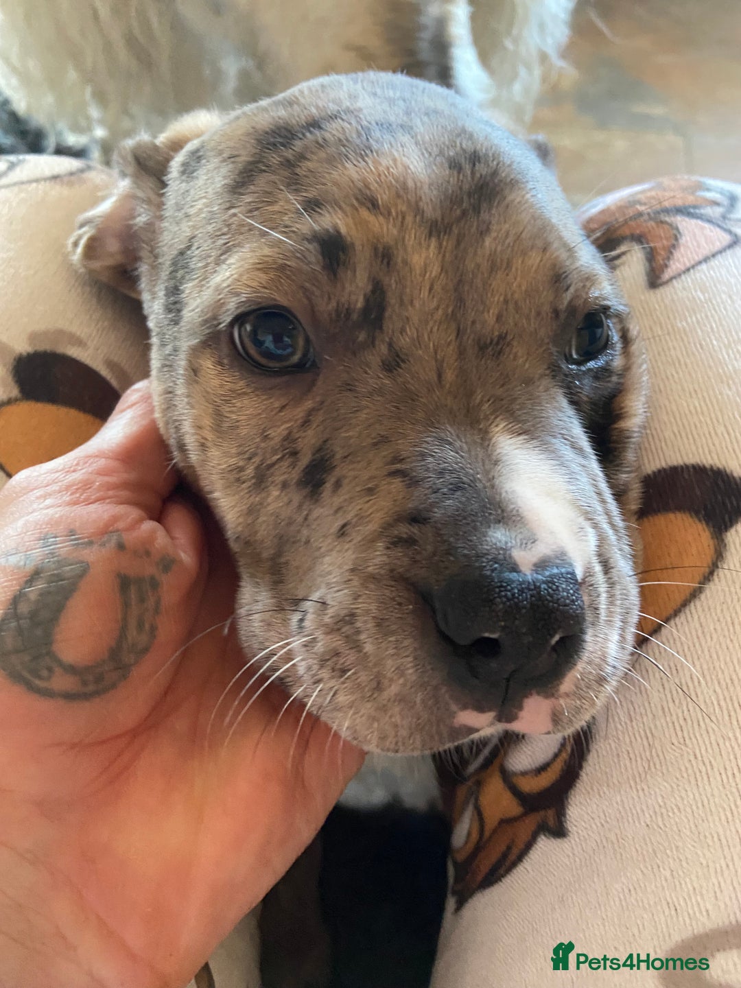 Mixed Breed dogs for sale: NORTH AMERICAN MASTIFF - Image 10