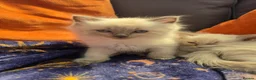 Ragdoll cats for sale: ragdoll kittens  - Advert 2
