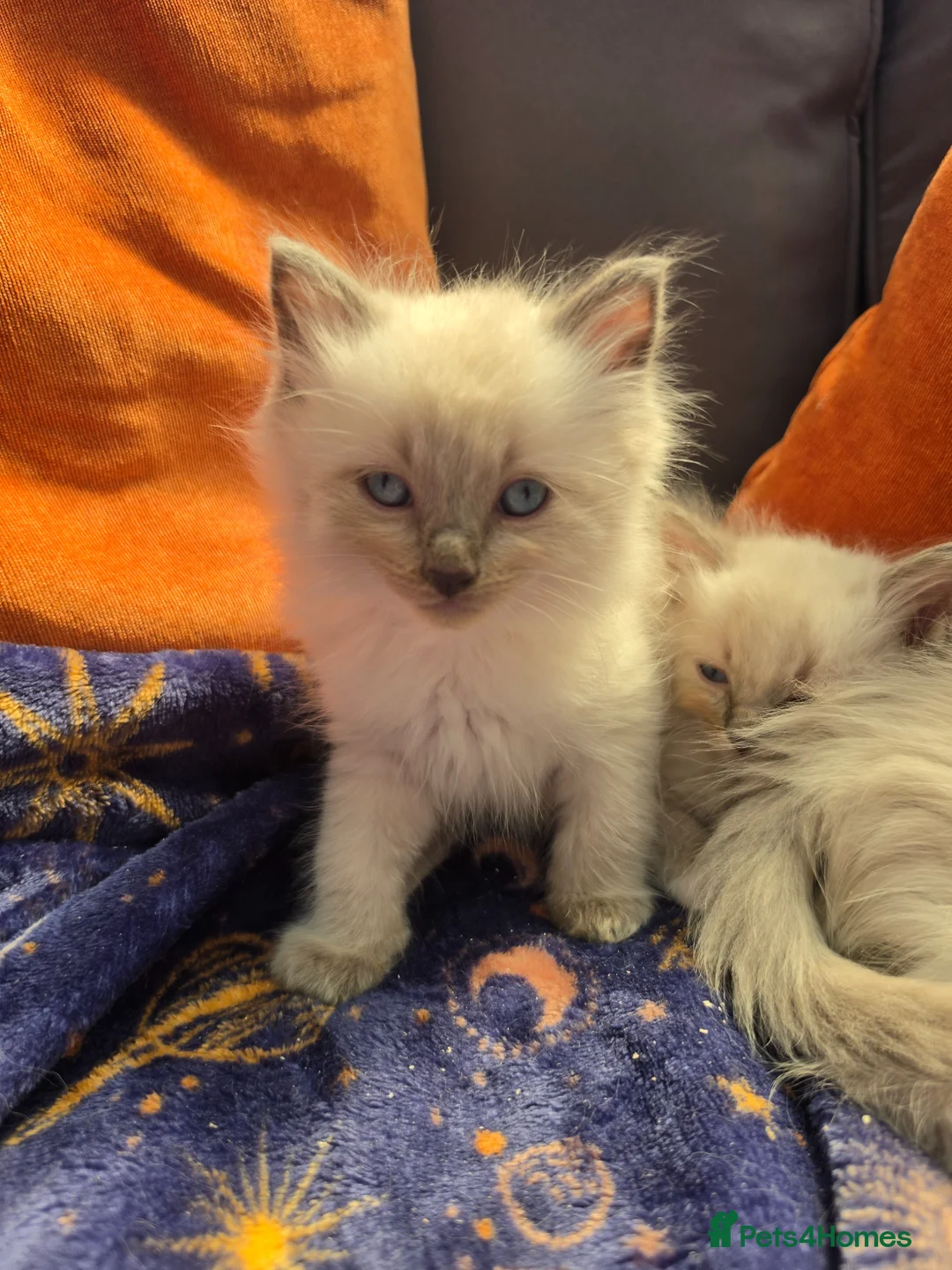 Ragdoll cats for sale: ragdoll kittens  - Advert 2